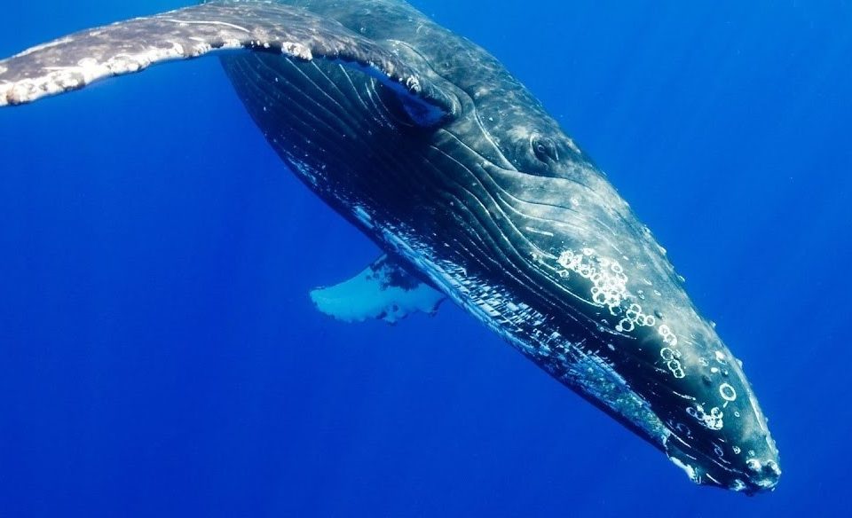 bálna kék kóddal