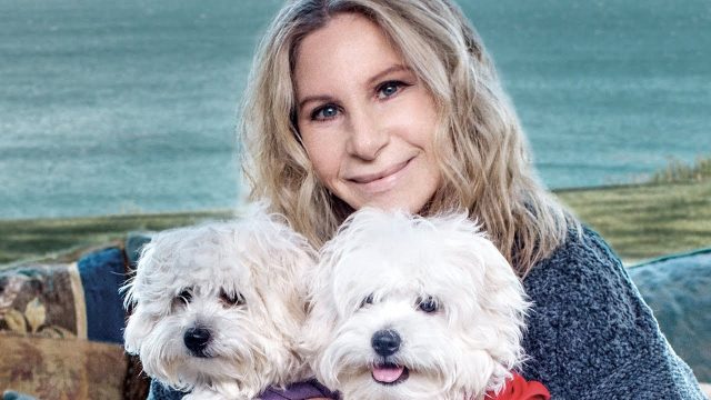 Barbra Streisandot nem zavarta, hogy klónkutyái nem tökéletes másolatok Forrás: youtube