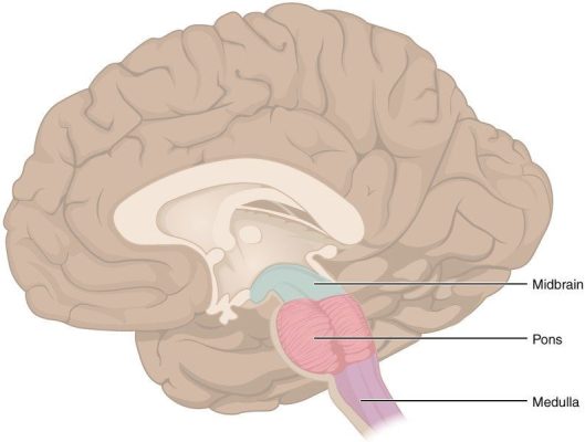 A nyúltvelő (medulla) területén helyezkedik el a preBötzinger komplex