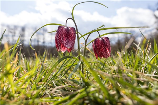 mocsári kockásliliom (Fritillaria meleagris) 