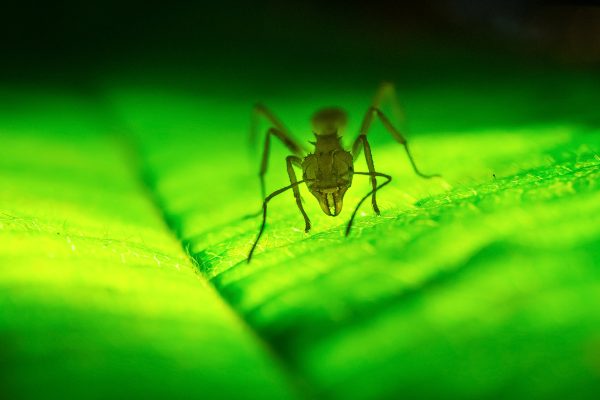 A levélvágó hangyák Dél-Amerika trópusi erdőiben élnek