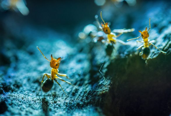 Fészkük bejáratánál, jellegzetes testtartásban pózoló őrök