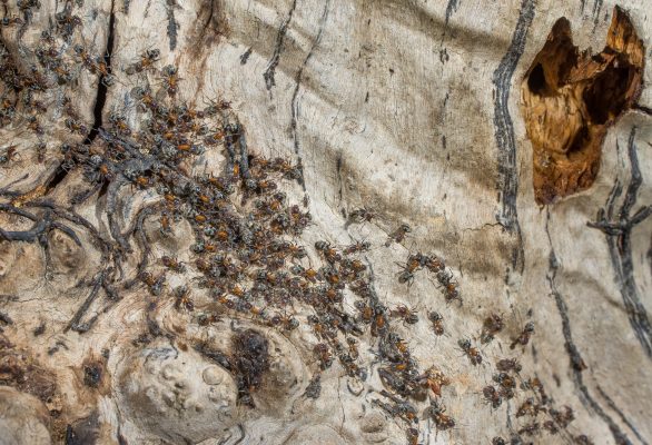 A hangyák a holtfákban fejlődő bogarak járatait is kedvelik