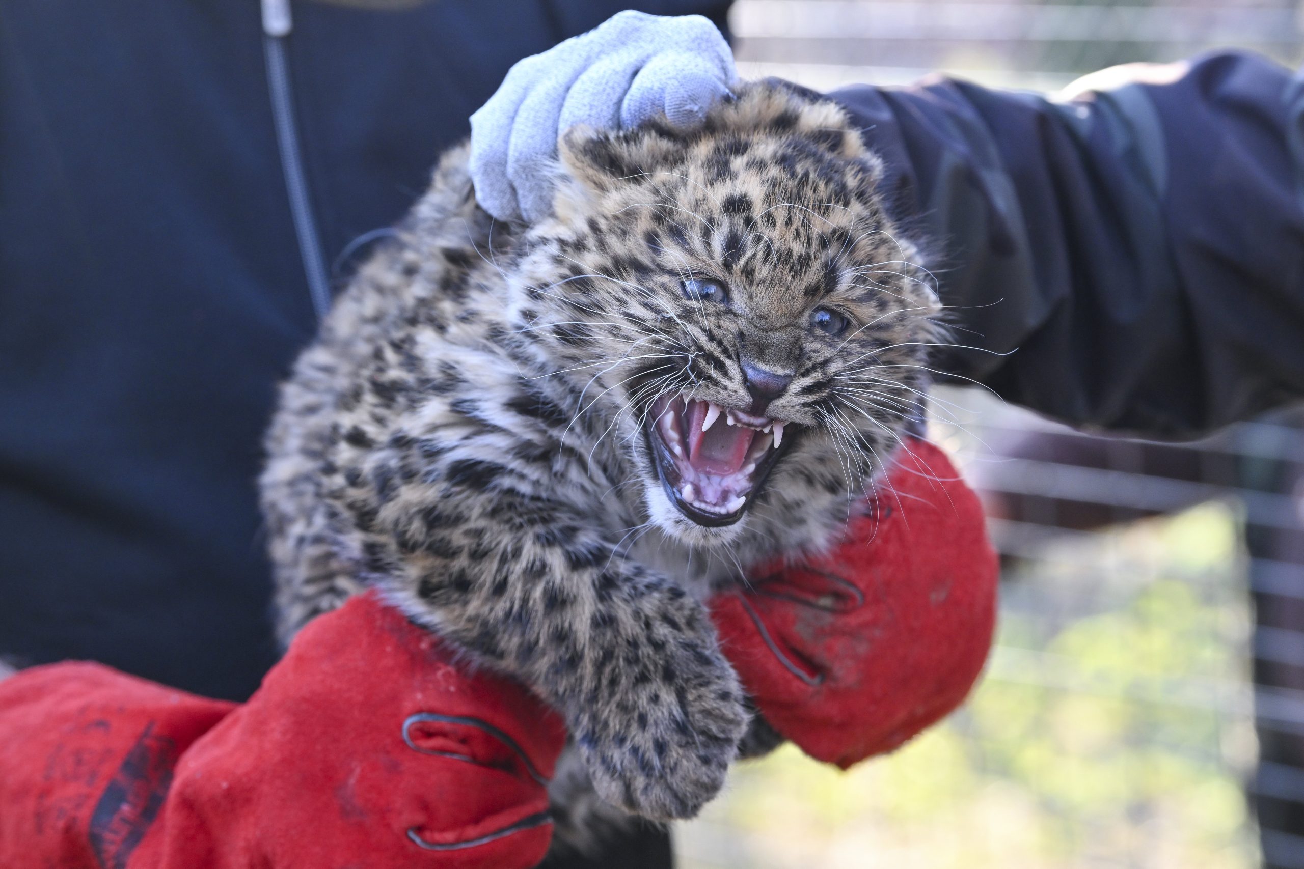 Állatorvosi vizsgálaton a tavaly november 21-én született észak-kínai leopárd (Panthera pardus japonensis) a debreceni állatkertben 2024. január 30-án.